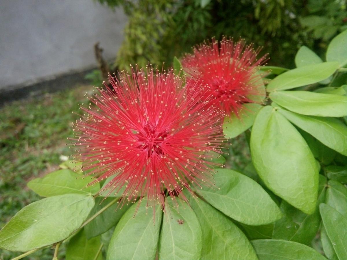 Bentota Orchid House Bed & Breakfast Exterior photo